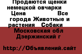 Продаются щенки немецкой овчарки!!! › Цена ­ 6000-8000 - Все города Животные и растения » Собаки   . Московская обл.,Дзержинский г.